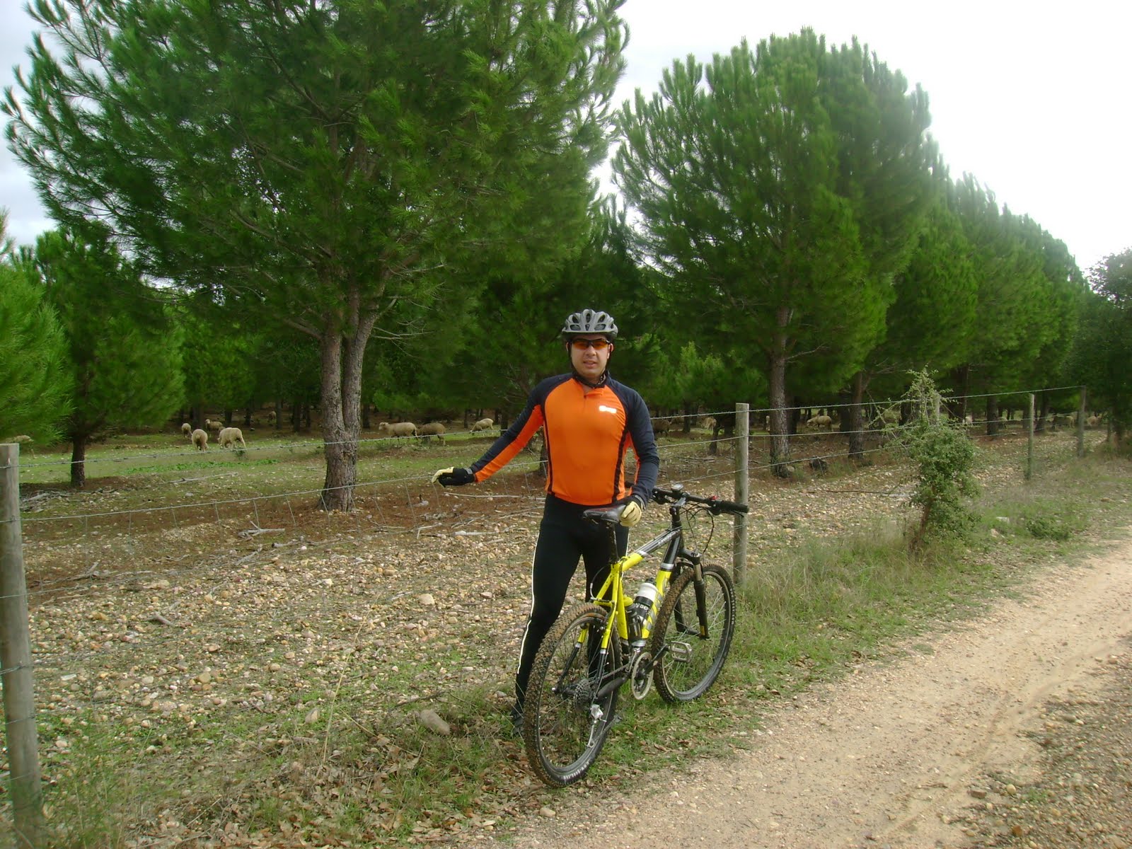 [eu++a+guardar+gado.JPG]