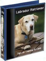 Labrador Retriever - Tips on Training & Care