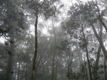 Parque Nacional "El Avila"