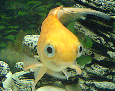 IPB Image
