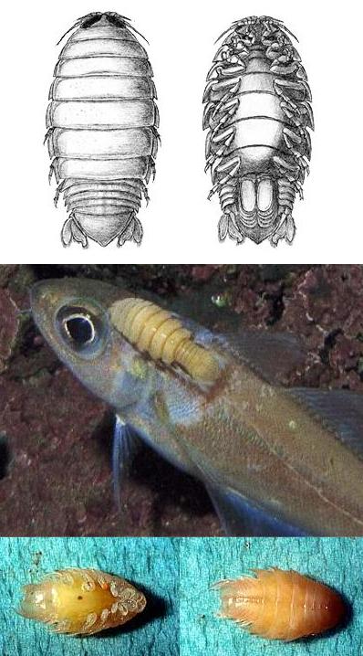 [parasitacar.jpg]