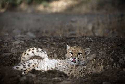 Quelques nouvelles du gupard d'Iran (Acinonyx jubatus venaticus) IRAN-CHEETAH_%2B5