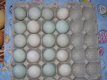 Duck Eggs