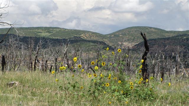 House Tour, Wetherill Mesa