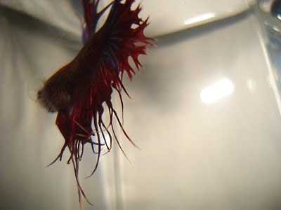 crowntail betta splenden
