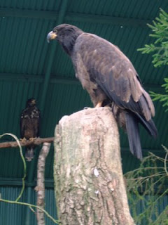 eagles eagles