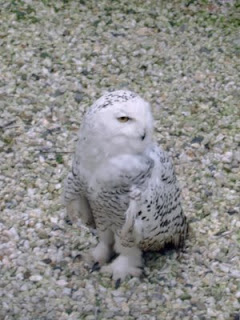 snowy owl snowy owl