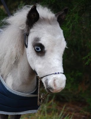 Banque de 'vieilles' photos [500 &+] Horse+079_resize