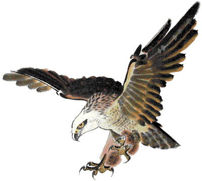 Kembali Menjadi Burung Pipit