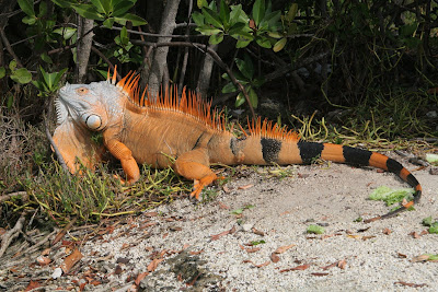 largest iguana