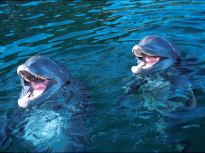 dolphin wallpapers. Cute Dolphin Backgrounds 2