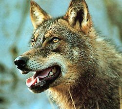 La Manada "Los perros de la guerra" Lobo