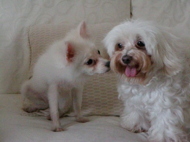 Doggies+and+kitties