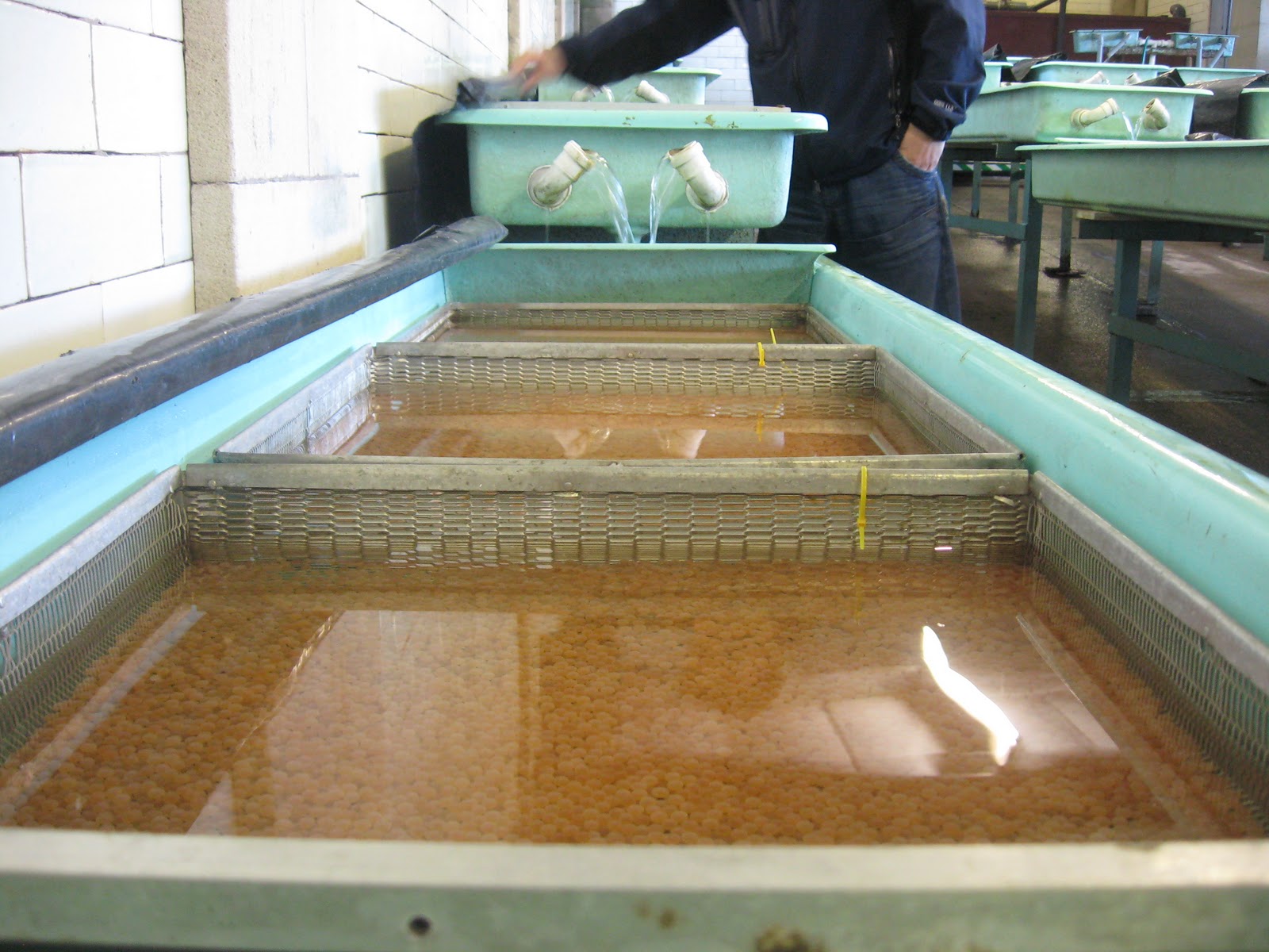 Sustainable Fish Farming Brown Trout Spawning