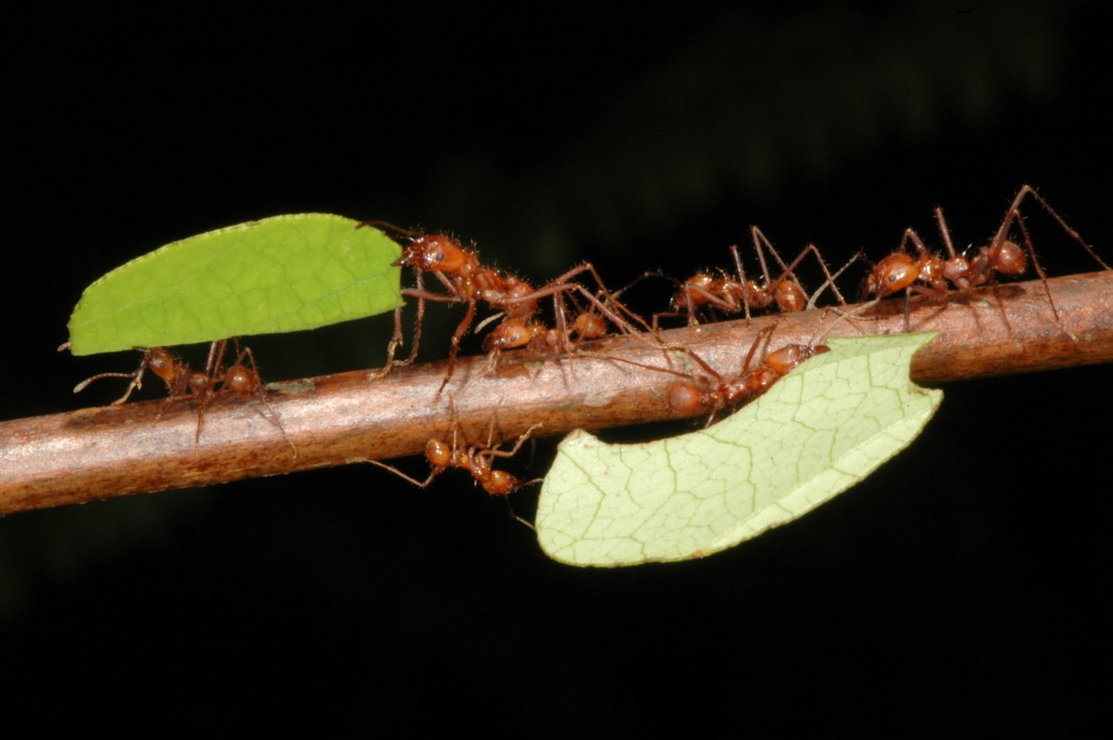 leaf cutter