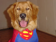 Superdog!