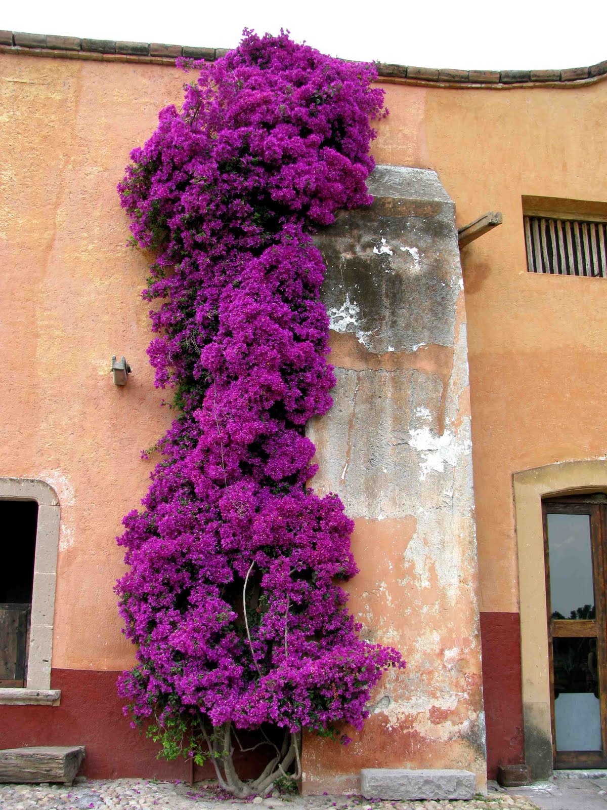 Deep Thoughts Today's Flowers 94 Flowers from Mexico