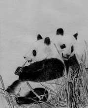The Giant Panda (Ailuropoda melanoleuca, literally meaning "cat-foot black-and-white") is a bear
