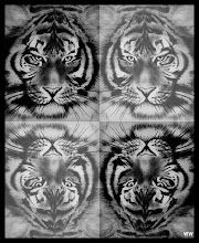 4TIGERS FROM ONE