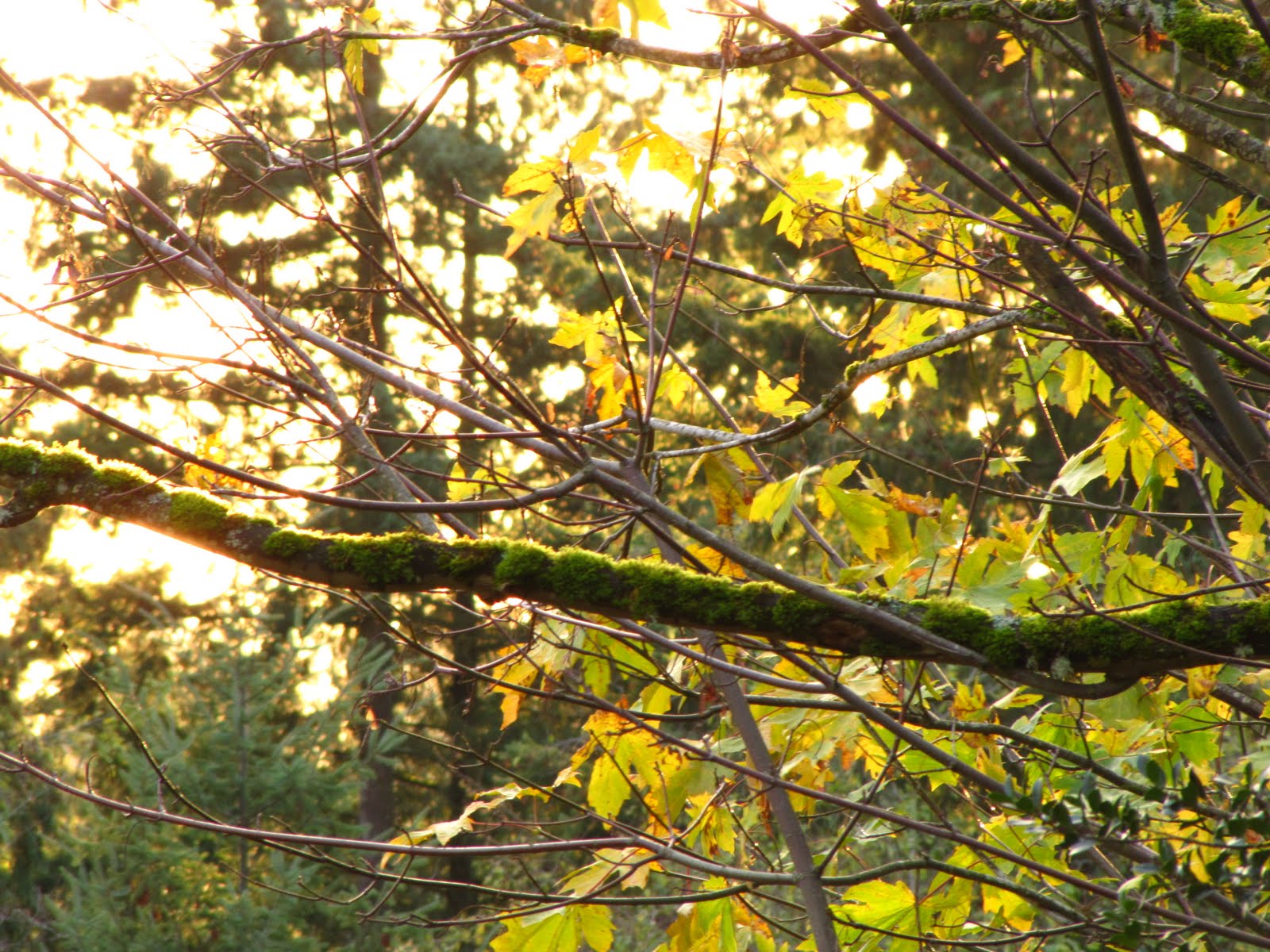 [11-7+Fall+sunlight+through+trees+007.JPG]