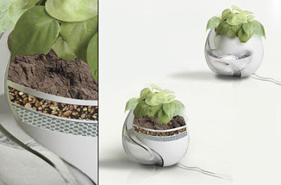 Fish and Plant in One Pot Fish and Plant in One Pot
