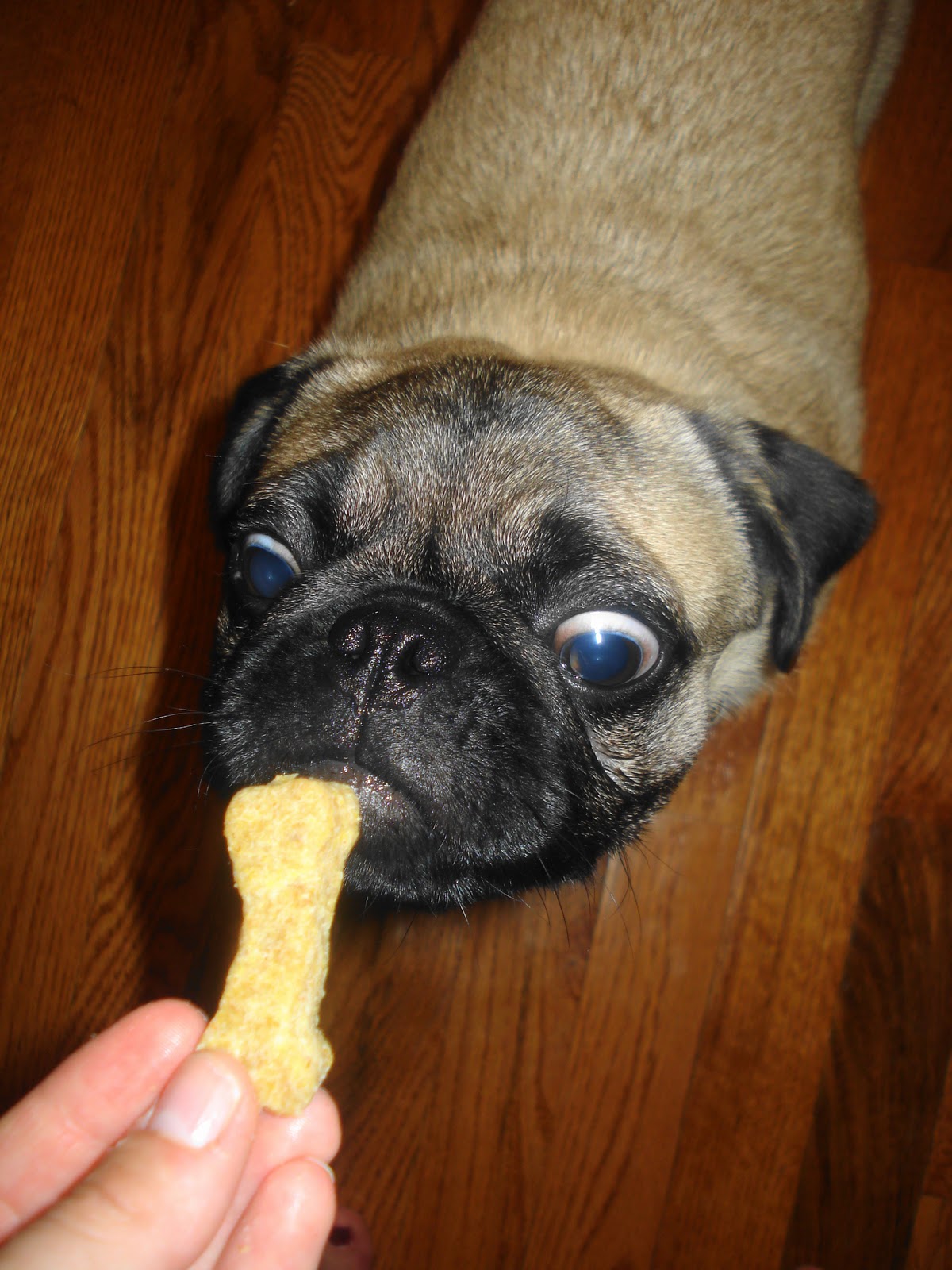 Dame Good Eats Peanut Butter Dog Treats