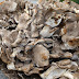 <i><b>Hen of the Woods!</i></b>...foraging for nature's Autumn bounty.