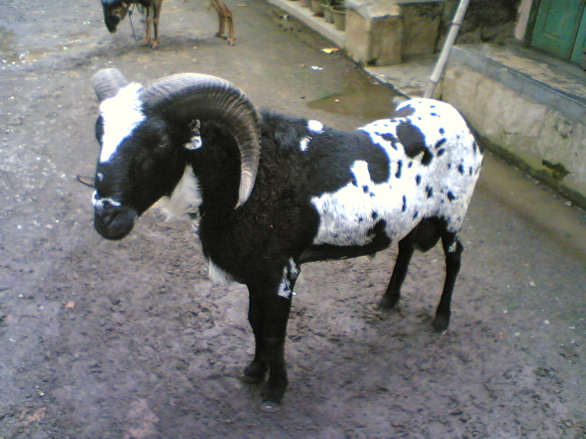 sarang domba: domba garut
