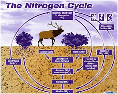 is2104 blog the nitrogen cycle nitrifying bacteria convert to