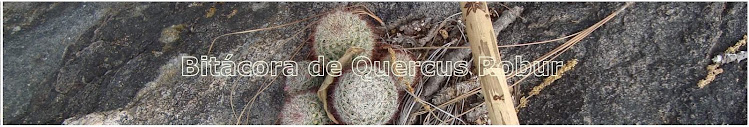 Bitácora de Quercus Robur
