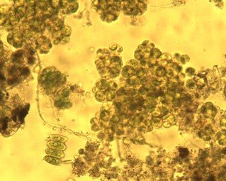 [microalgas.bmp]