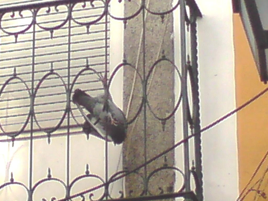 [Pombo1.JPG]