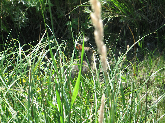 Rabbit in The Grass