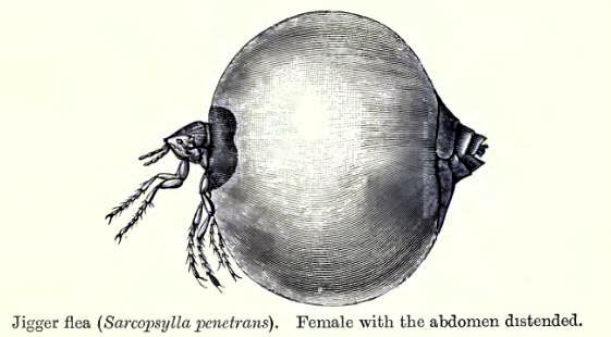 [matacanha+2cÃ³pia.jpg]