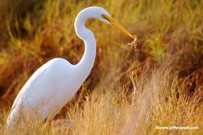 [Great_white_egret+Wignall.jpg]