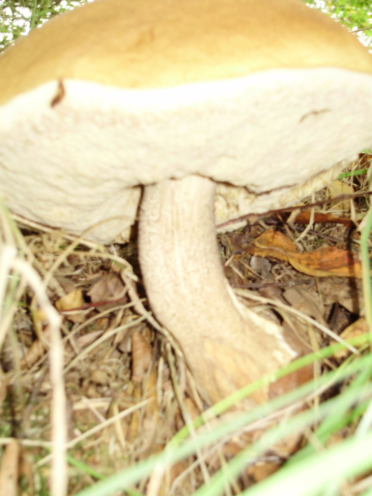 [mushroom+Birch+Bolete.JPG]