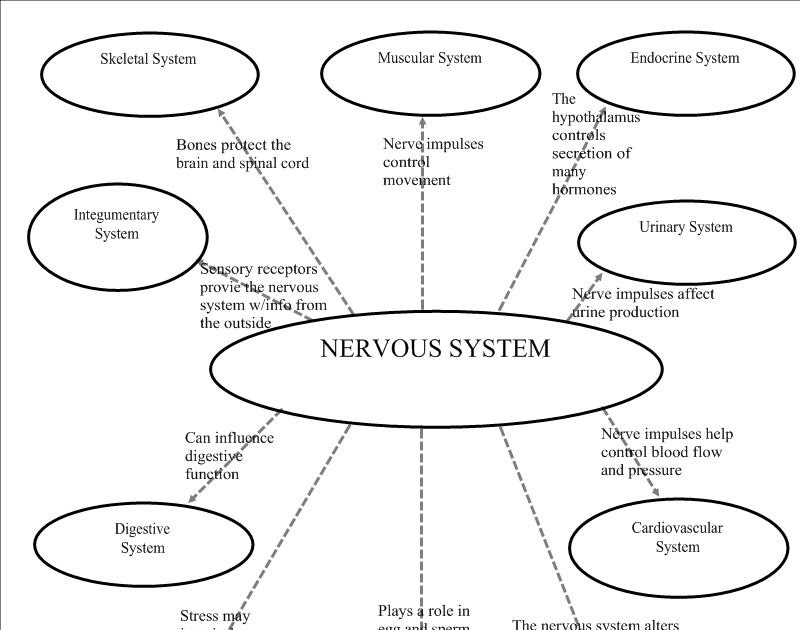 mY pAGE iN mY wAY: Nervous System Graphic Organizer