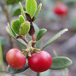 Berry Bear