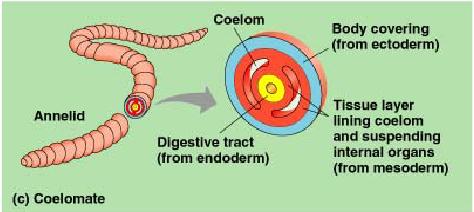 protostomes types coelomate deuterostomes development bellissime infinite forme characteristics differ several major groups early these two