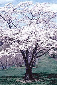 Prunus sargentii, Sargent