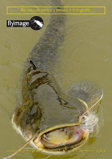 huge catfish with fly rod