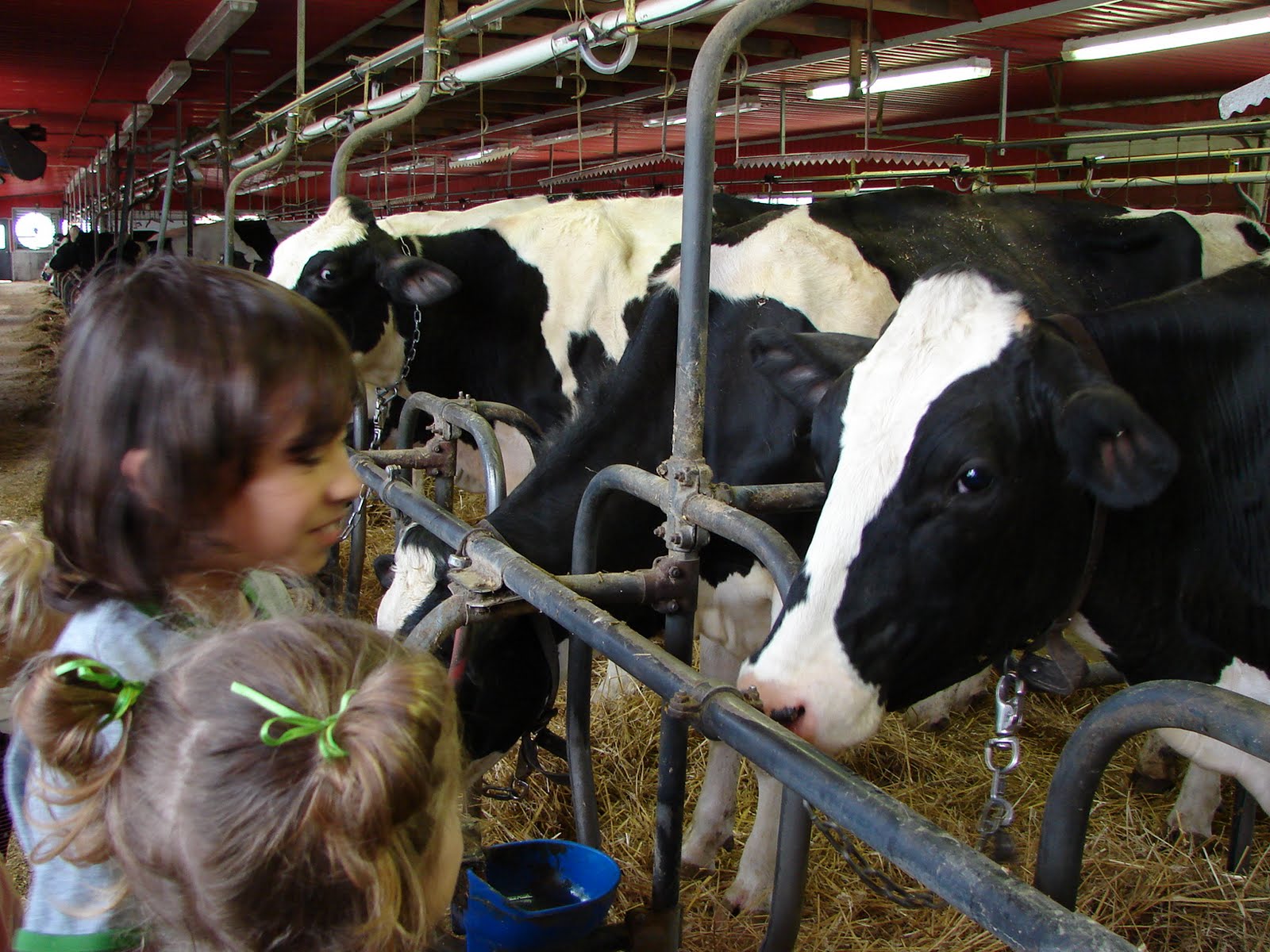 Canadian Home Learning Field Trip Dairy Farm