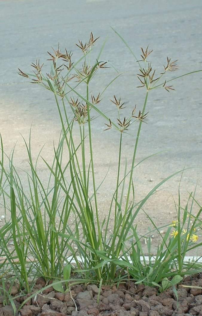 Cyperus rotundus L ,NUTGRASS All about plant