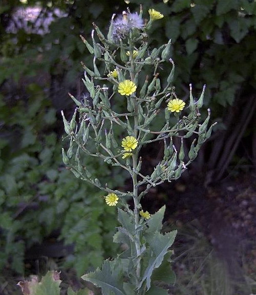 Wild Prickly Lettuce