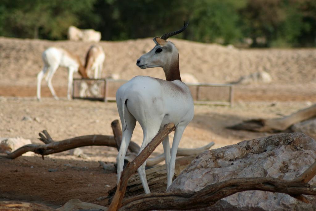 [beautiful+antelopes.JPG]
