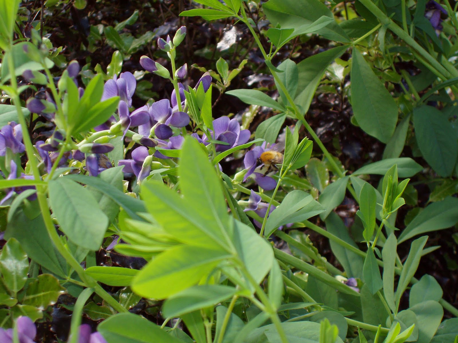 Lapis Flowers
