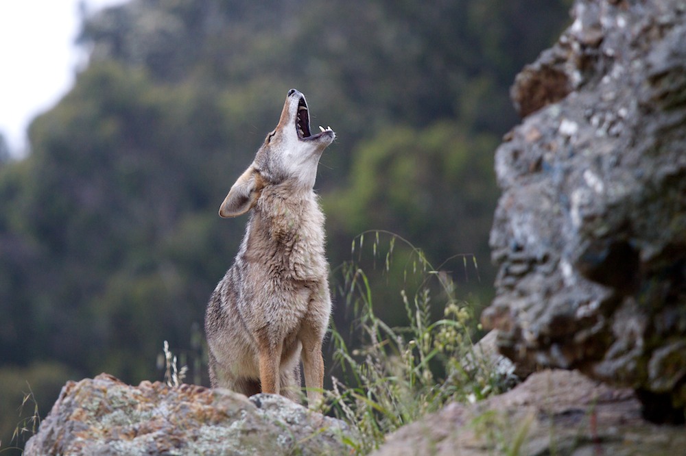 coyote howl coyote howl