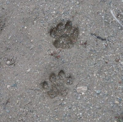 date commenced definition