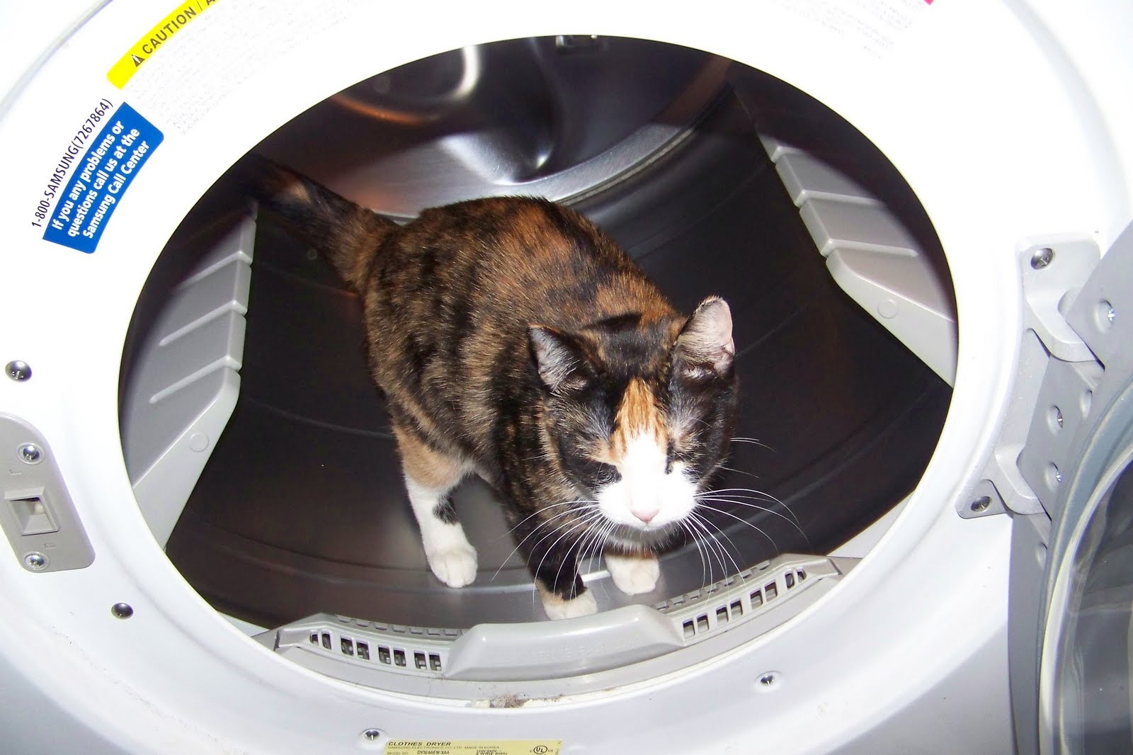 North Texas Blogger & Paulette's Comedy The Cat's in the Dryer...