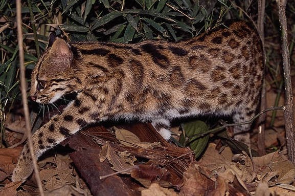 Parathesis tuxtlensis 07 image